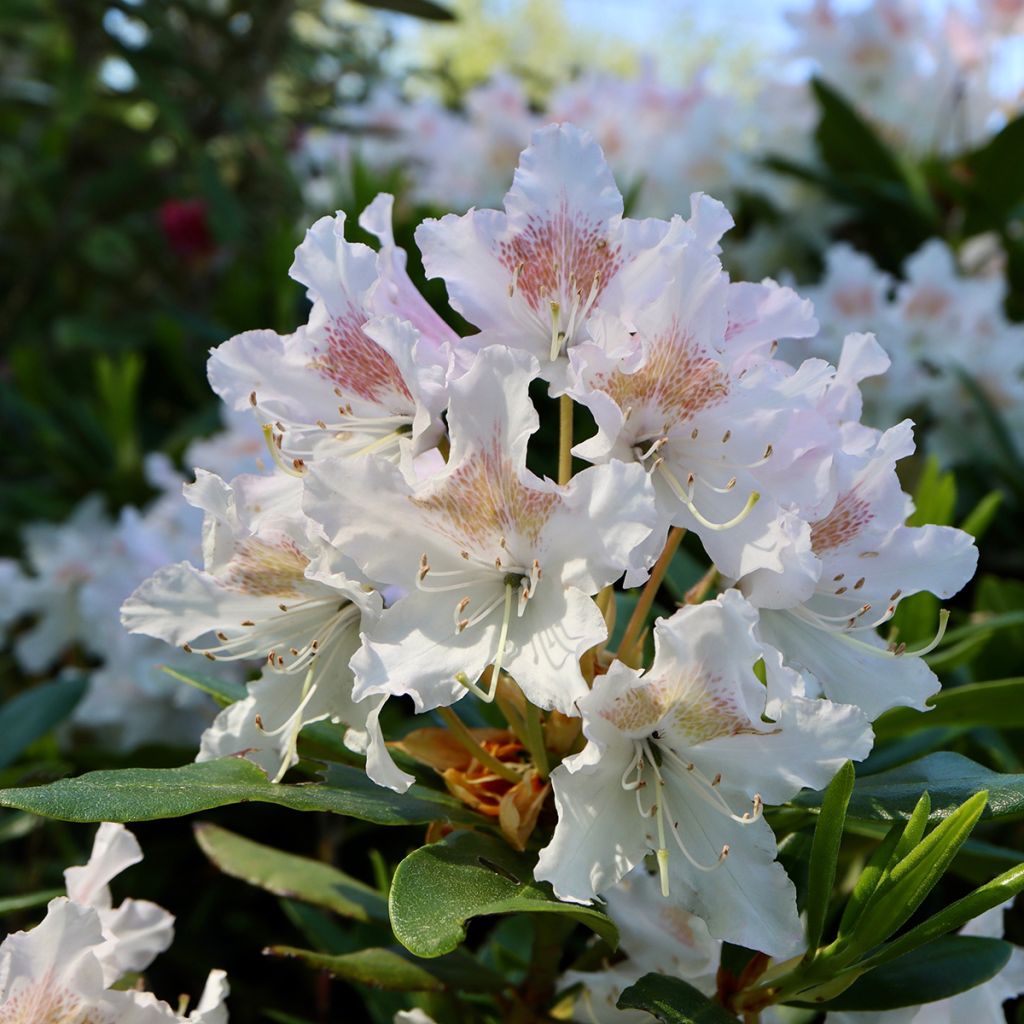 Rhododendron Cunningham's White - Grootbloemige rododendron