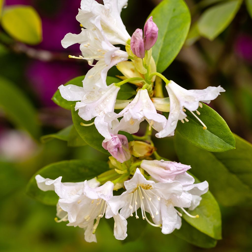 Rhododendron Cunningham's White - Grootbloemige rododendron