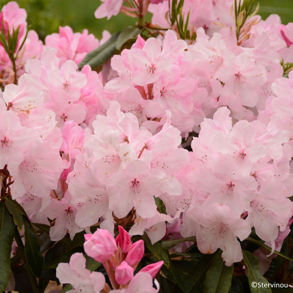 Rhododendron Halopeanum - Grote rododendron
