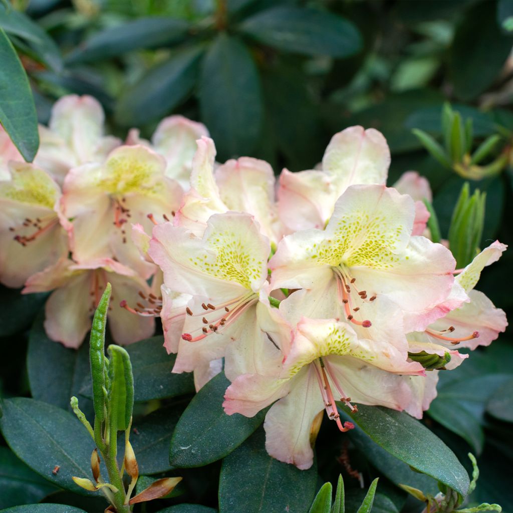 Rhododendron Easydendron INKARHO Belkanto - Dwergrododendron