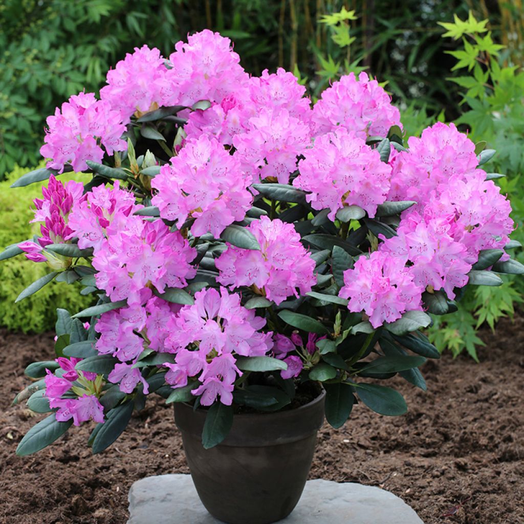 Rhododendron Easydendron INKARHO English Roseum - Grootbloemige rododendron