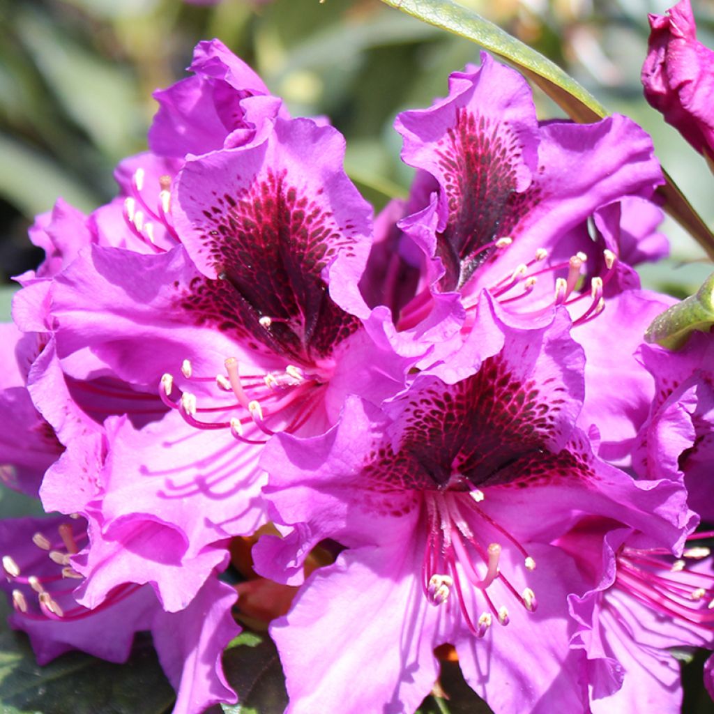 Rhododendron Easydendron INKARHO Orakel - Grootbloemige rododendron