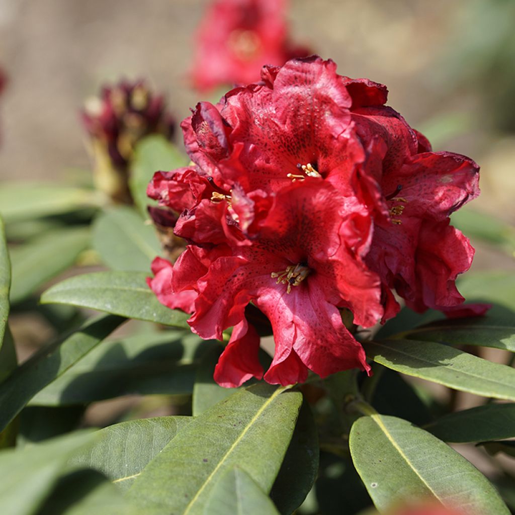 Rhododendron Easydendron INKARHO Rabatz - Grootbloemige rododendron