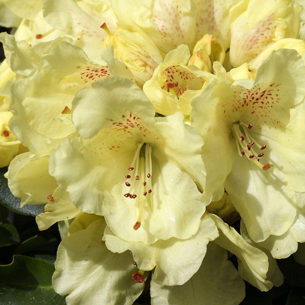 Rhododendron Easydendron Bohlken's Laura - Dwergrondodendron
