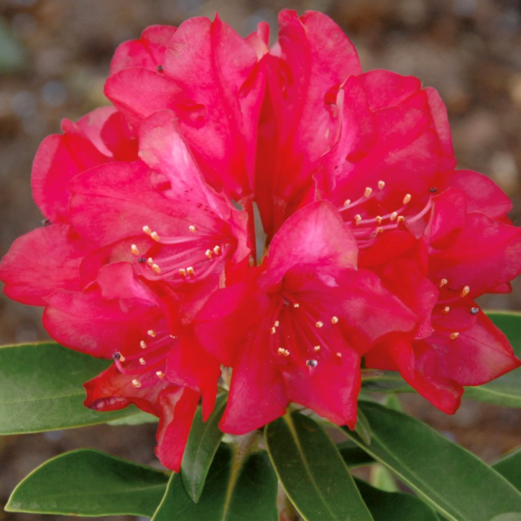 Rhododendron Easydendron inkharo Bohlken's Roter Stern - Dwergrododendron