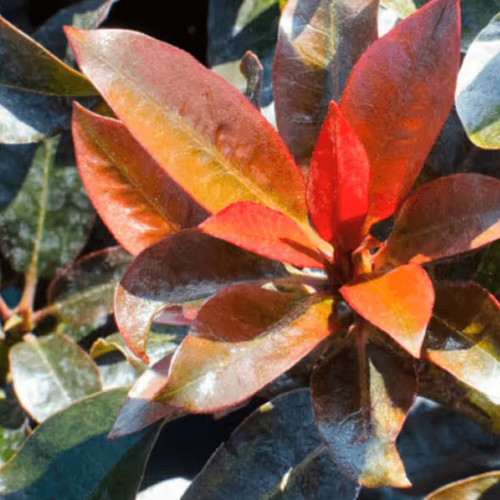Rhododendron Choco & Pink- Grootbloemige rododendron