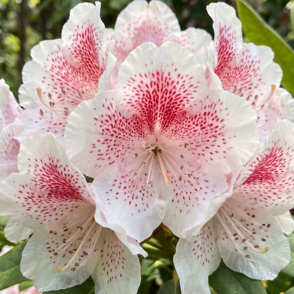Rhododendron Double Dots - Grootbloemige rododendron