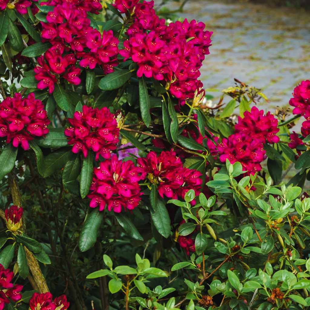 Rhododendron Midnight - Grootbloemige rododendron