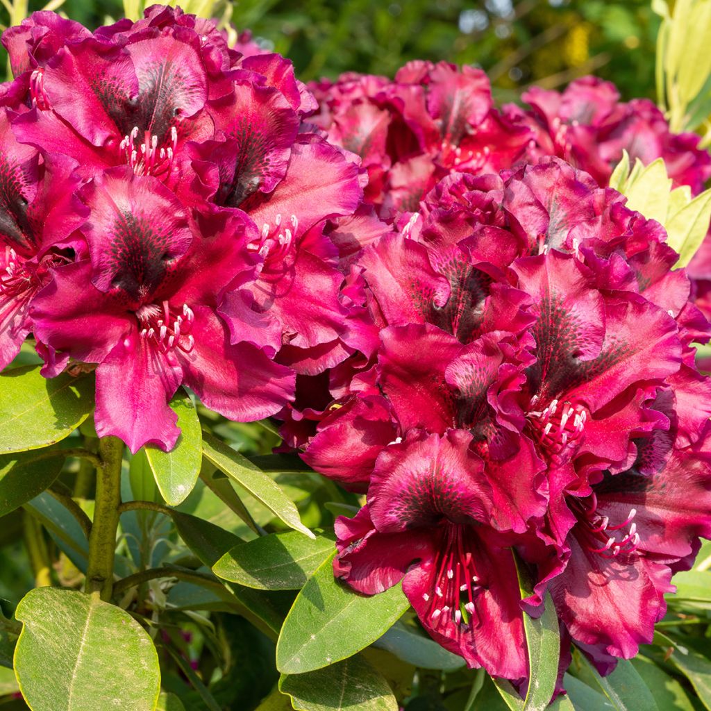Rhododendron Midnight - Grootbloemige rododendron
