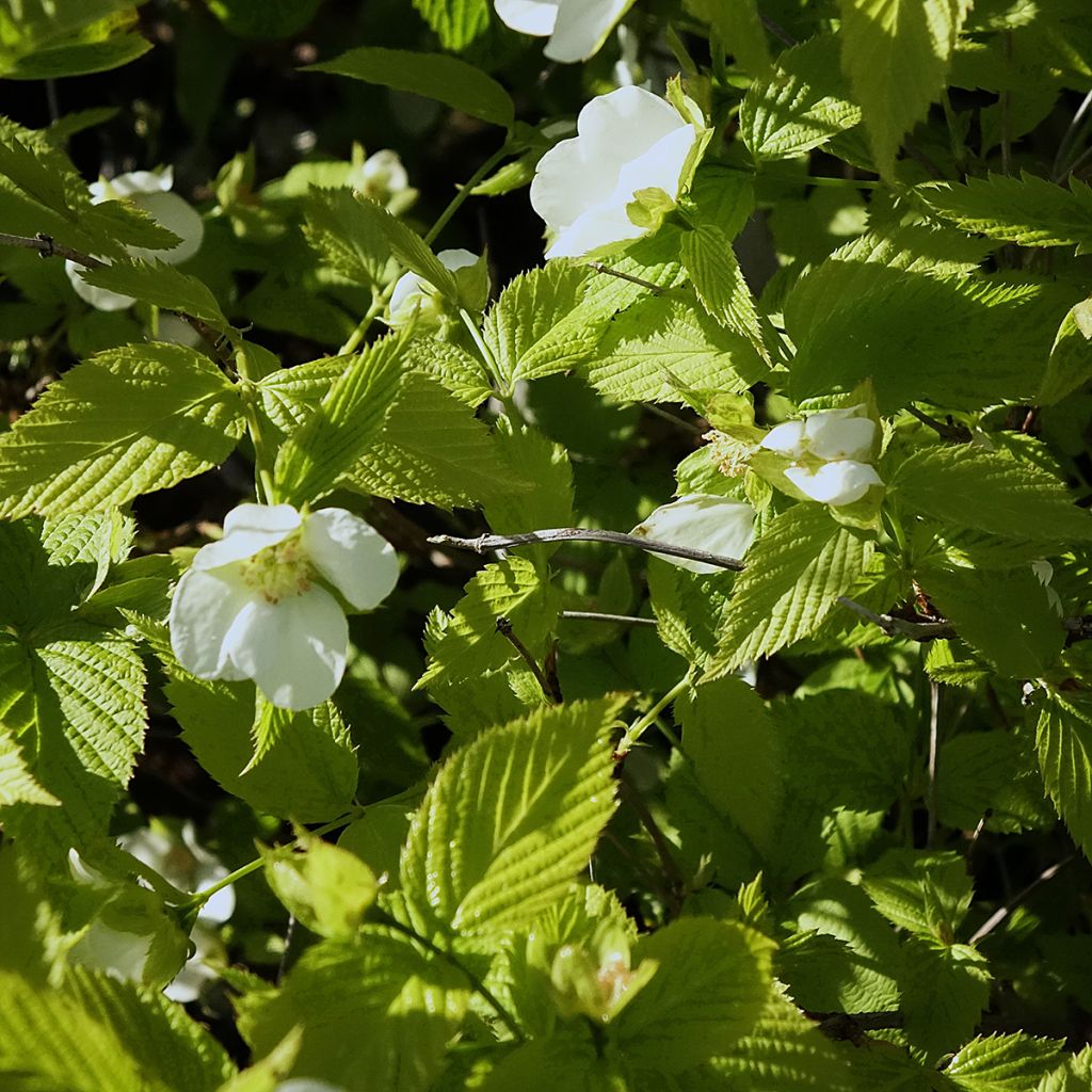 Rhodotypos scandens - Schijnkerria