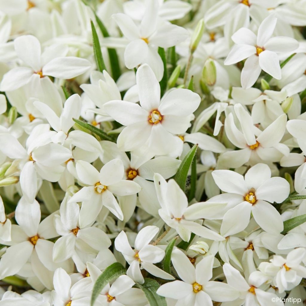 Rhodohypoxis Fairy Snow - Sterretjesgras