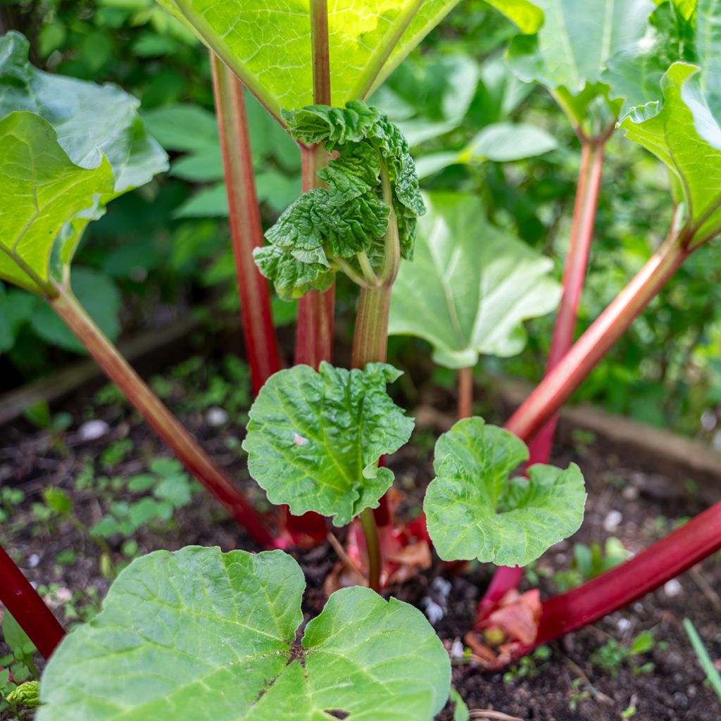 Rabarber Early Champagne