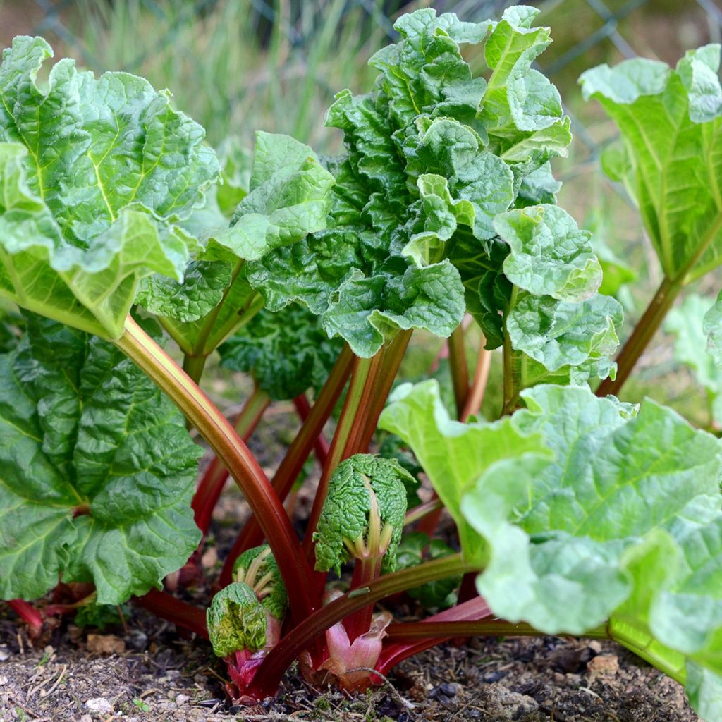 Rabarber Holsteiner Blut