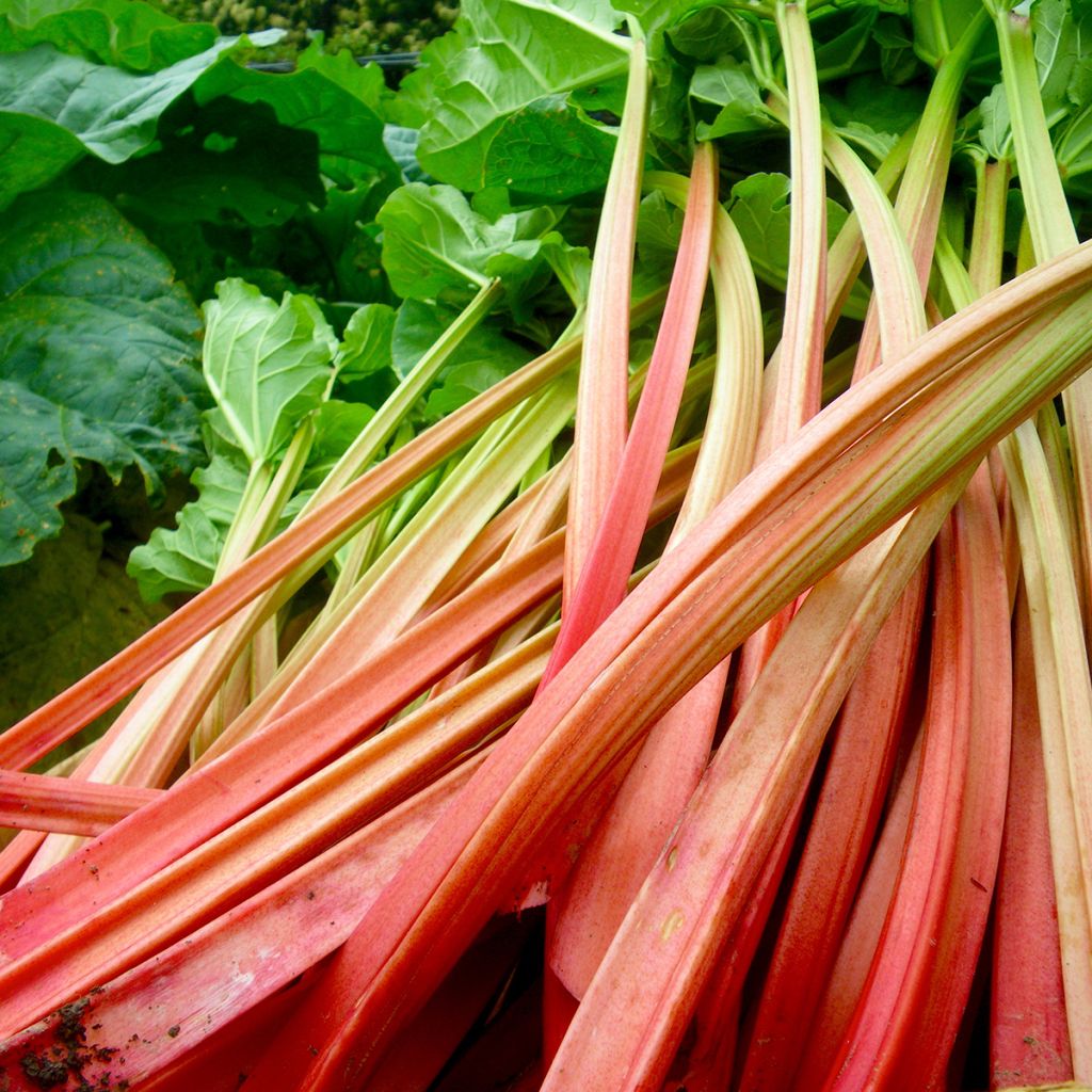 Rabarber Paragon Rouge