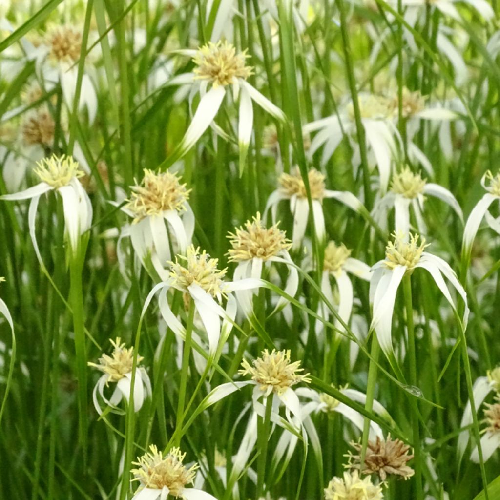 Rhynchospora colorata - Stergras