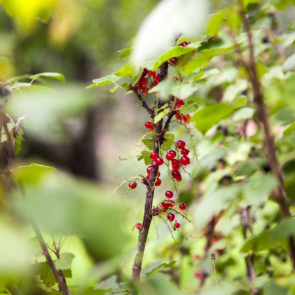 Ribes alpinum - Alpenbes