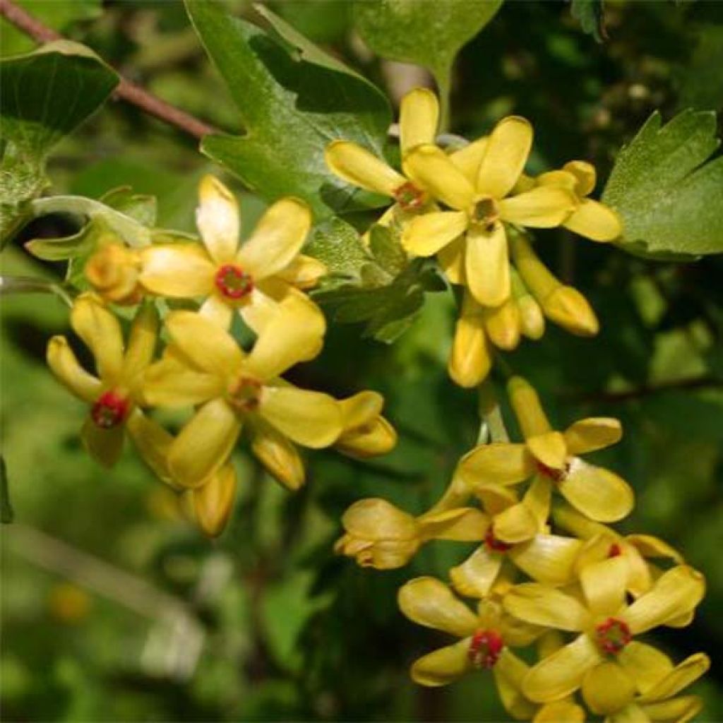 Ribes odoratum - Gele ribes