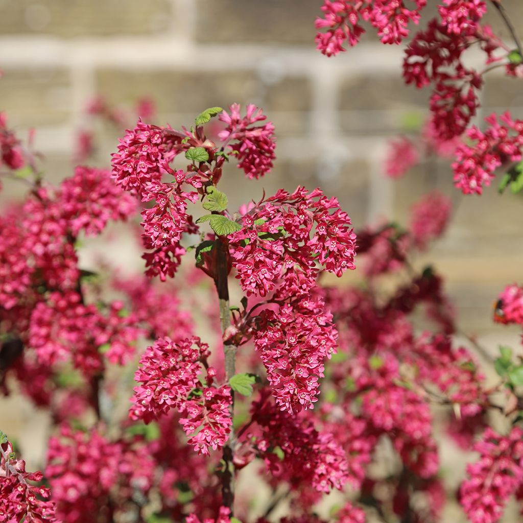 Ribes sanguineum Amore - Rode ribes