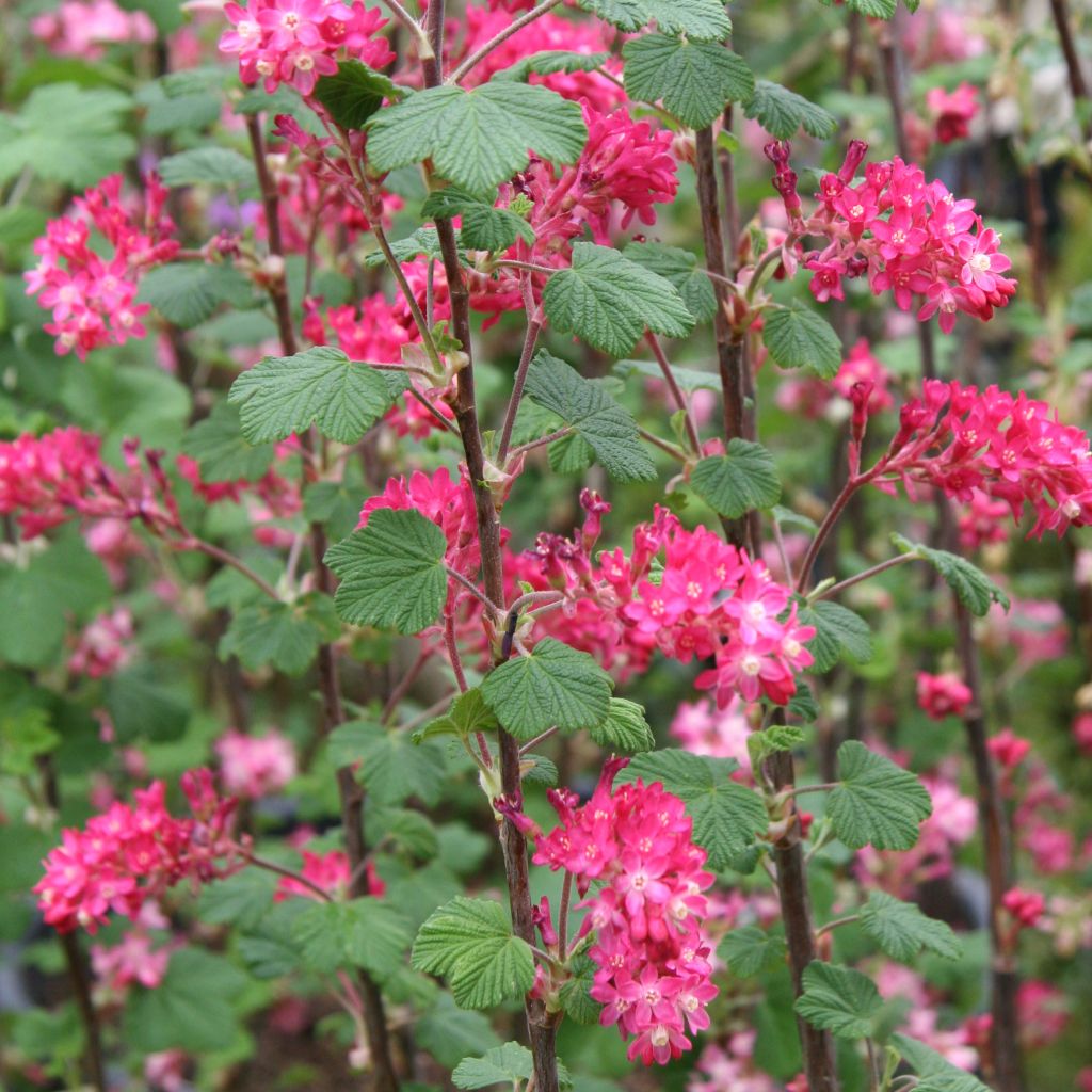 Ribes sanguineum King Edward VII - Rode ribes