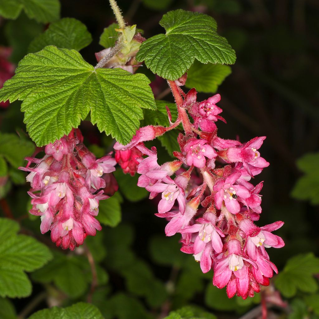 Ribes sanguineum Pulborough Scarlet - Rode ribes
