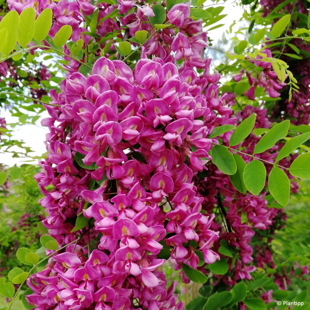 Robinia margaretta Georgia da Torino - Roze schijnacacia