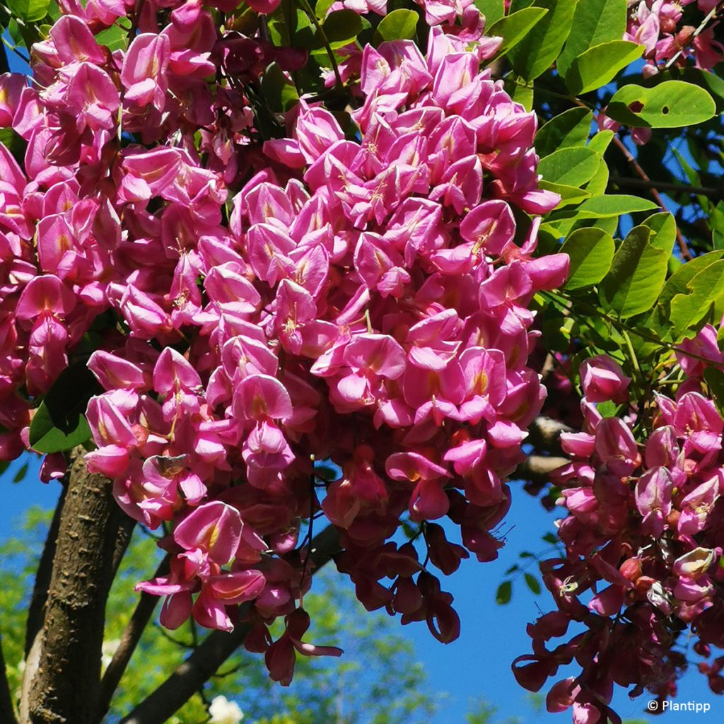 Robinia margaretta Georgia da Torino - Roze schijnacacia