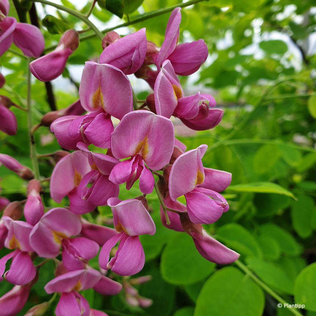 Robinia margaretta Georgia da Torino - Roze schijnacacia