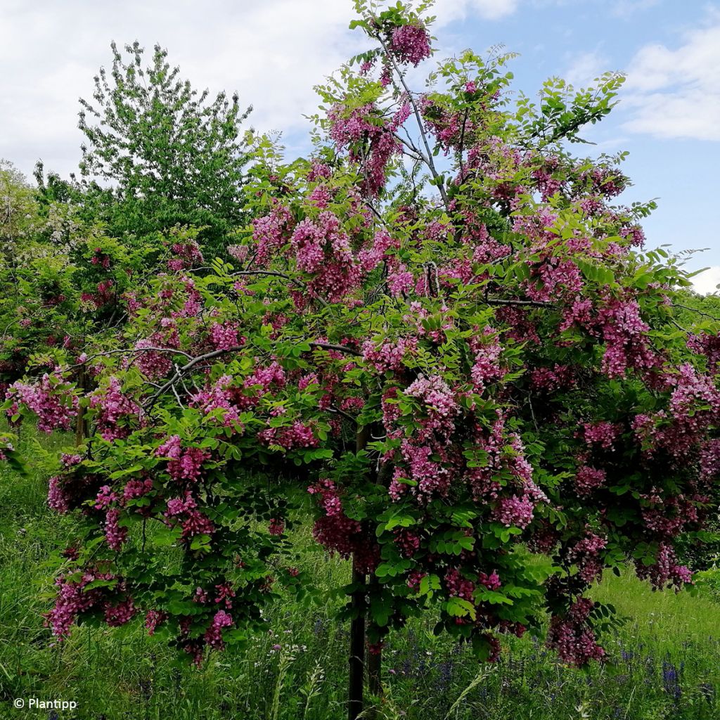 Robinia margaretta Georgia da Torino - Roze schijnacacia
