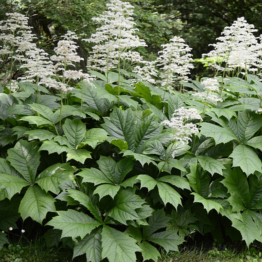 Rodgersia La Blanche - Schout-bij-nacht