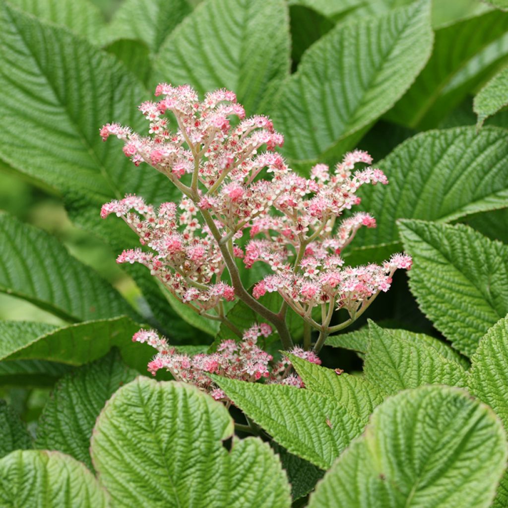 Rodgersia henrici - Schout-bij-nacht
