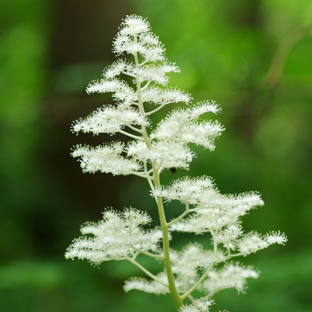 Rodgersia podophylla - Schout-bij-nacht