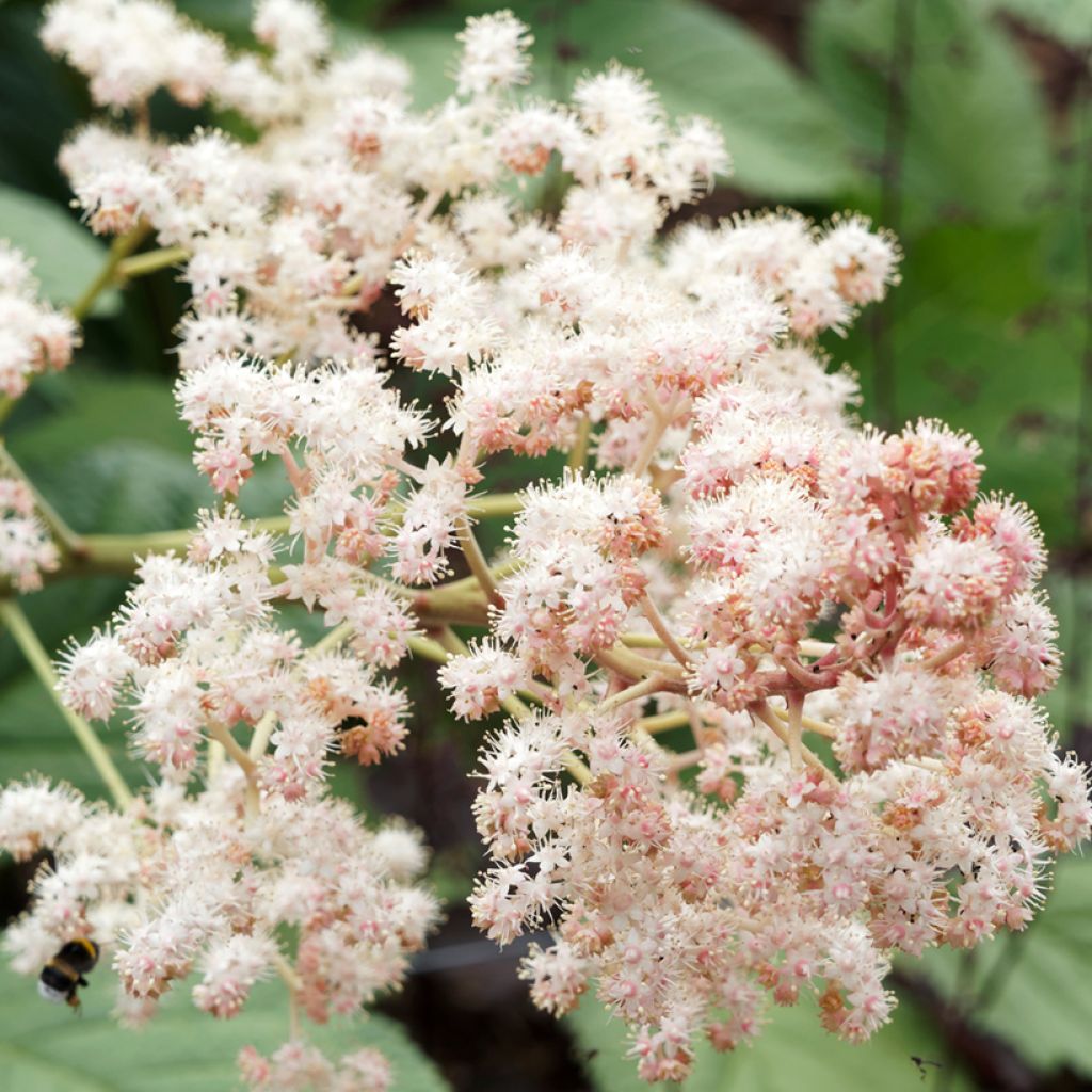 Rodgersia sambucifolia - Schout-bij-nacht
