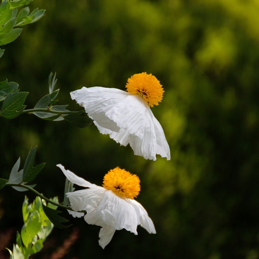 Romneya coulteri - Californische boompapaver