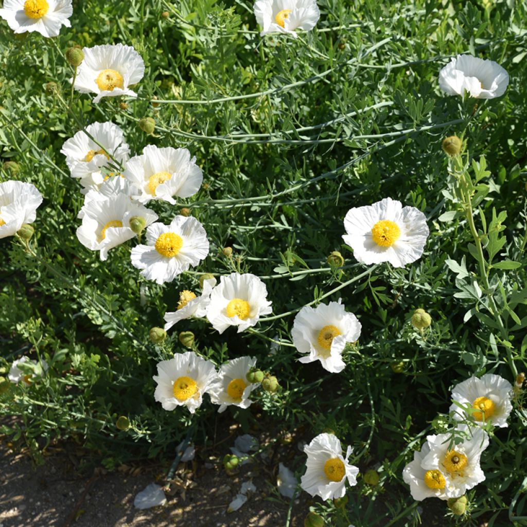 Romneya coulteri - Californische boompapaver