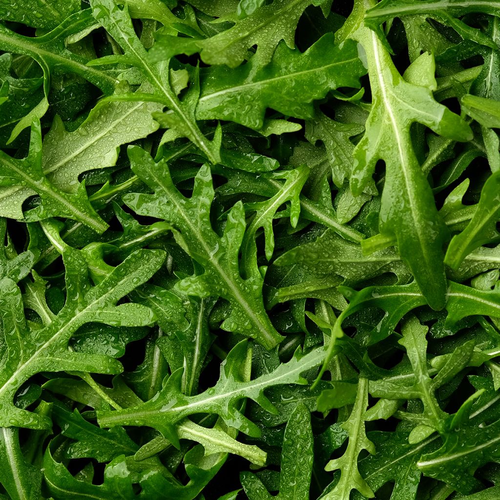 Rucola Discovery