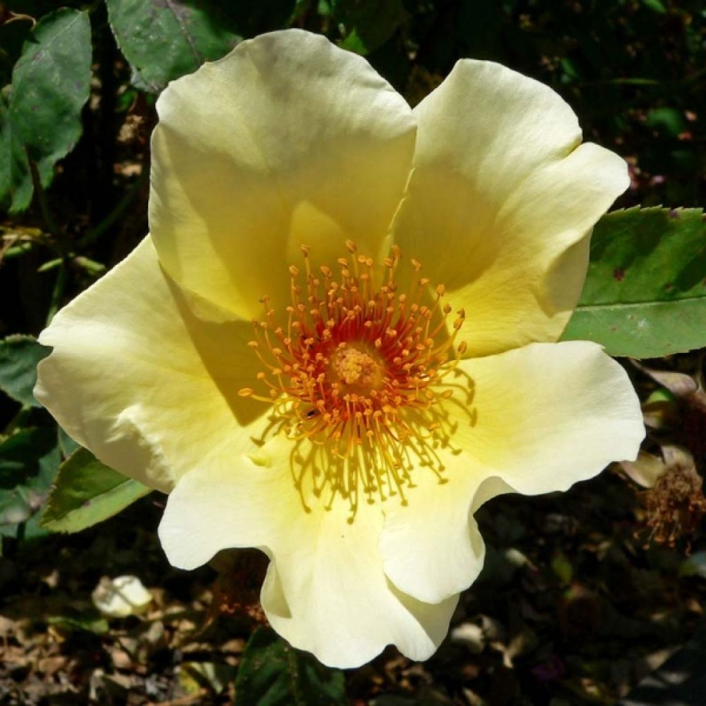 Rosa Golden Wings - Polyantharoos