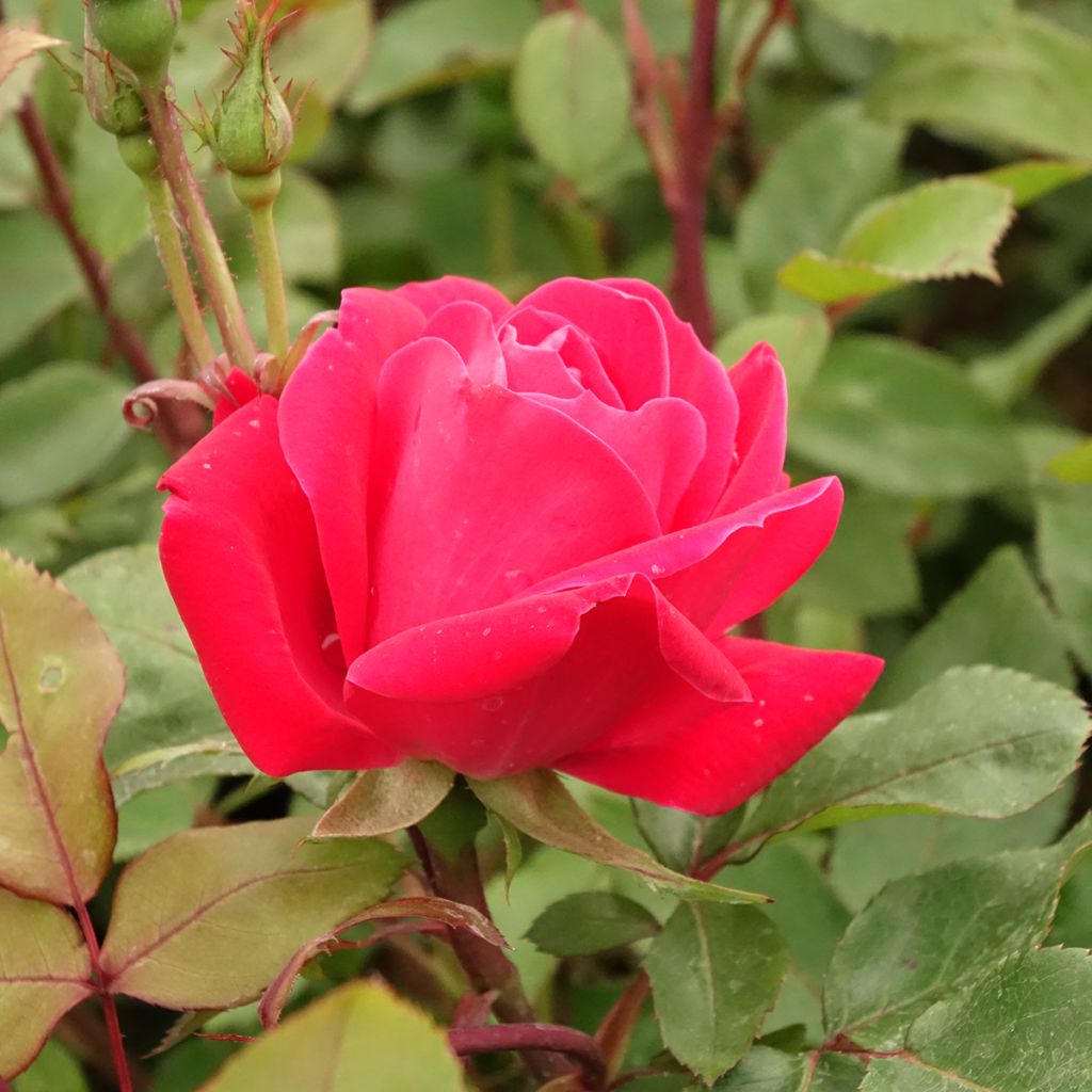 Rosa Double Knock Out - Bodembedekkende roos