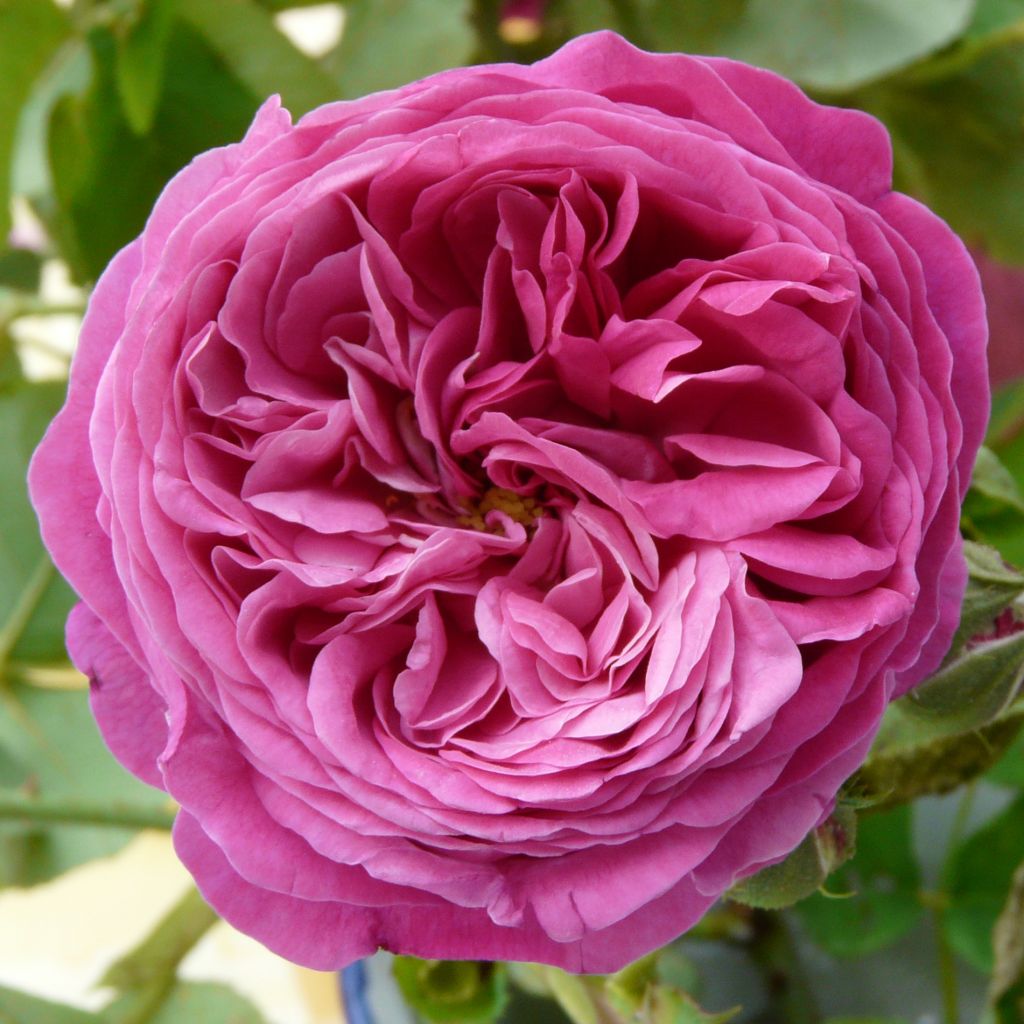 Rosier ancien Yolande d’Aragon - Rosa (x) portland