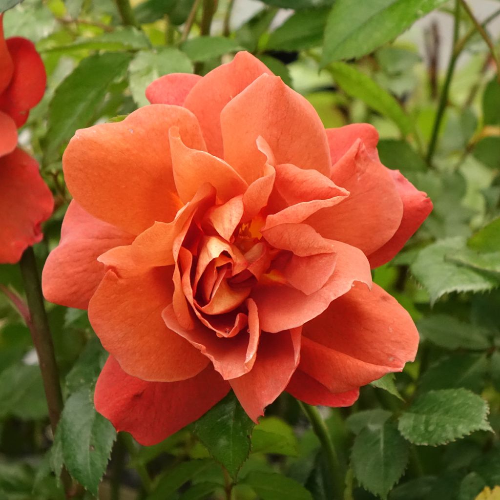 Rosa Havanna - Trosroos