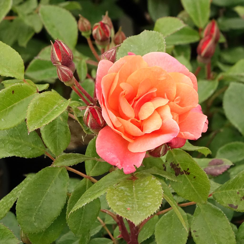 Rosa Sugar Candy Rose - Trosroos