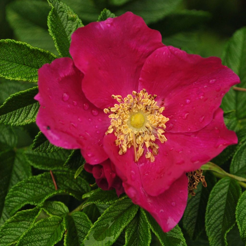 Rosa rugosa Rubra - Hondsroos