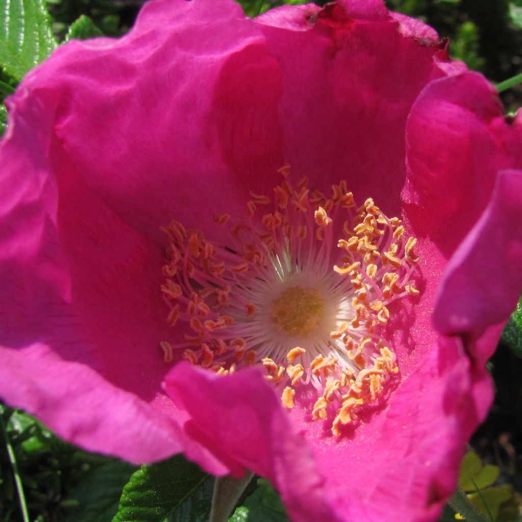 Rosa rugosa Rubra - Hondsroos
