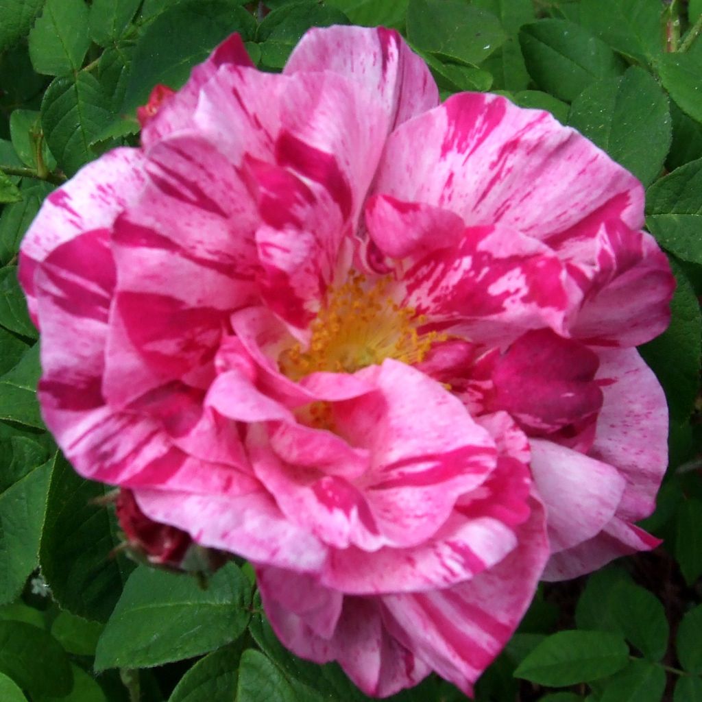 Rosa x gallica Versicolor - Rosier ancien gallique 