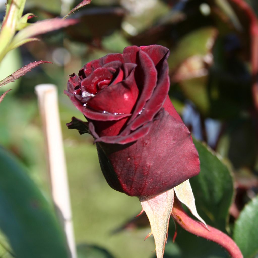 Rosa Black Baccara - Grootbloemige roos