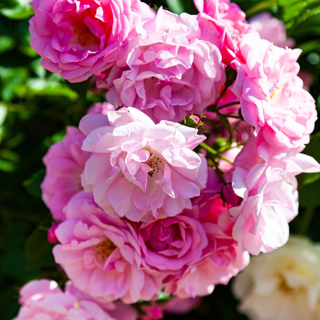 Rosa Lavender Siluetta - Klimroos