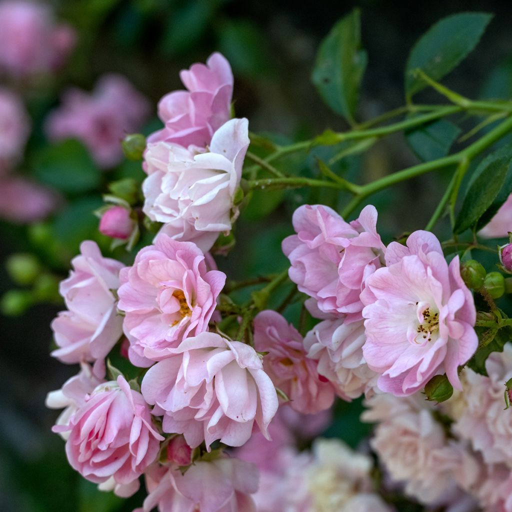 Rosa Lavender Siluetta - Klimroos
