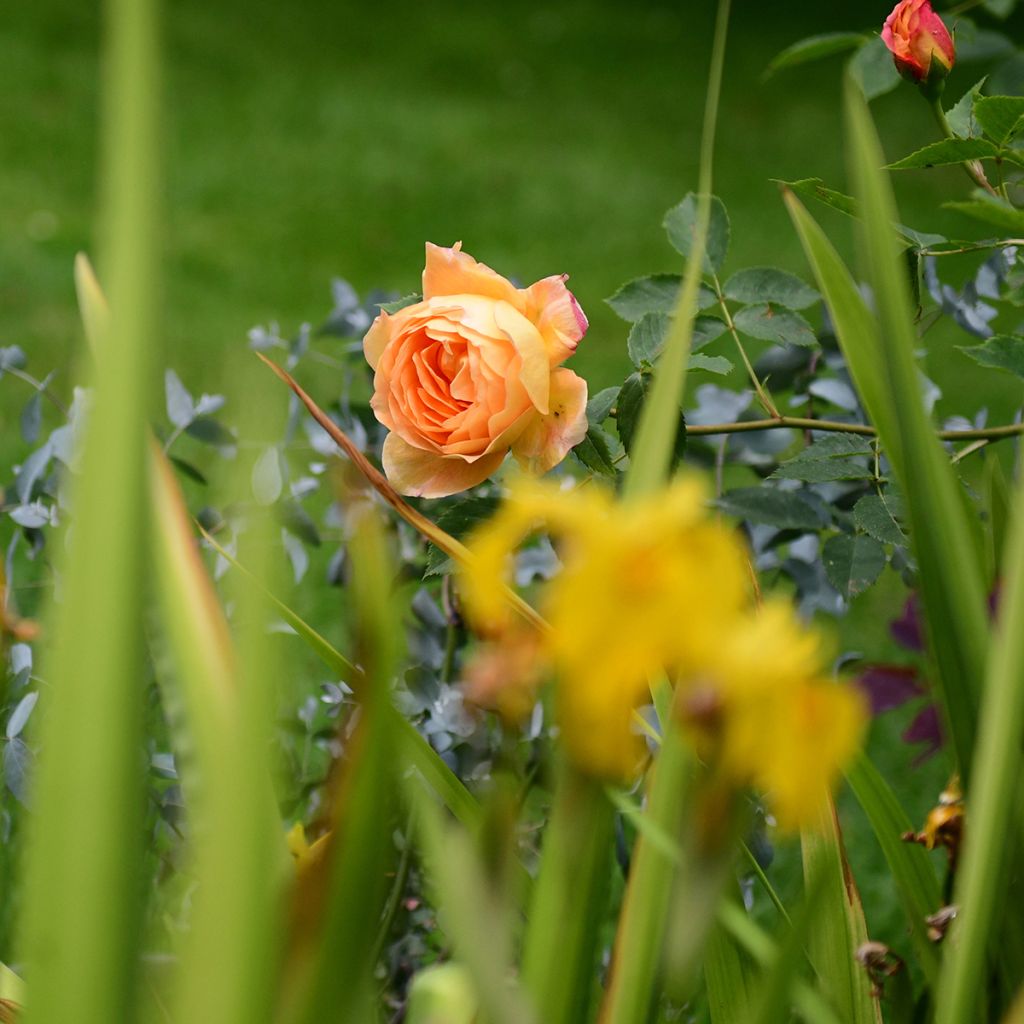 Rosa Lady of Shalott - David Austinroos