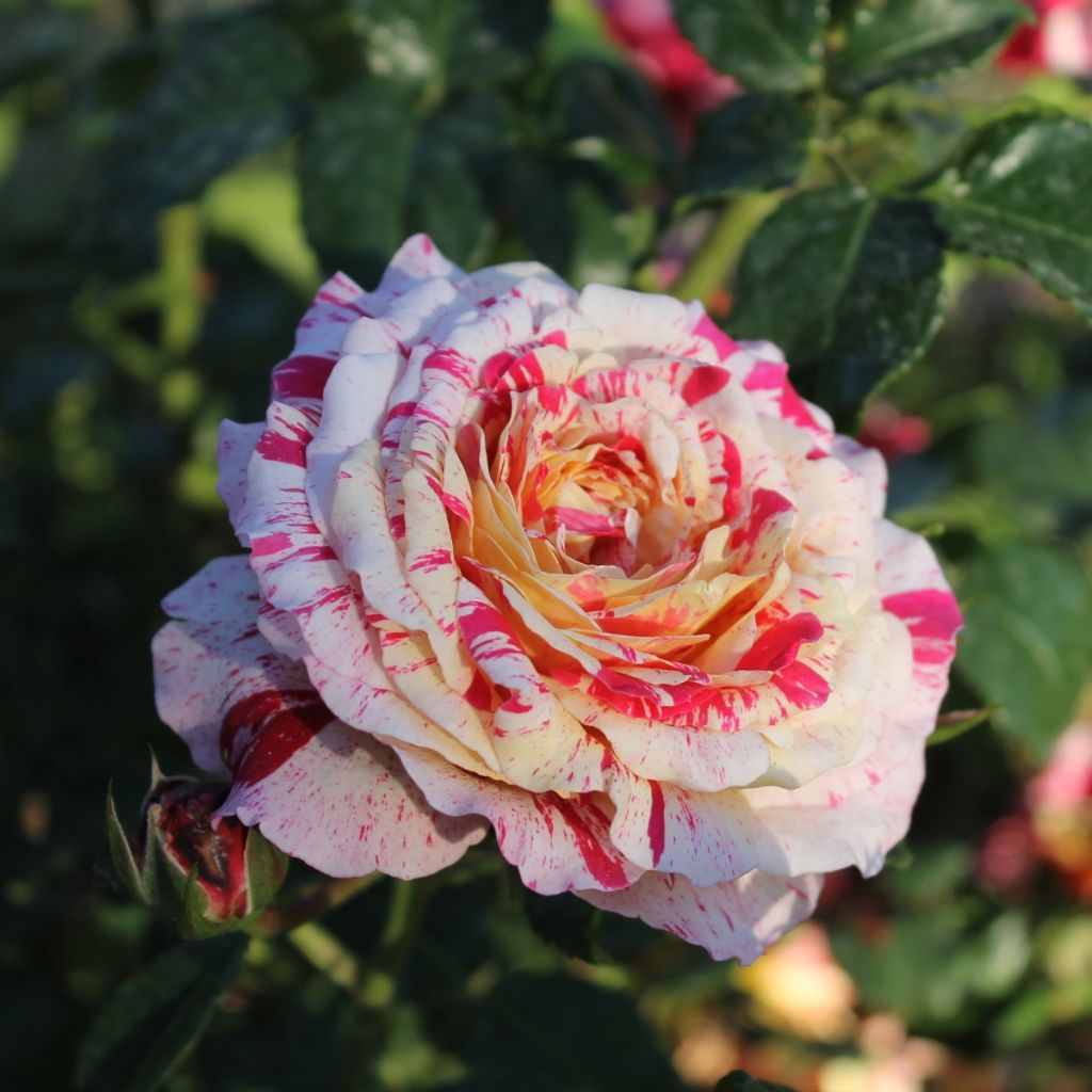 Rosa Abracadabra - Trosroos