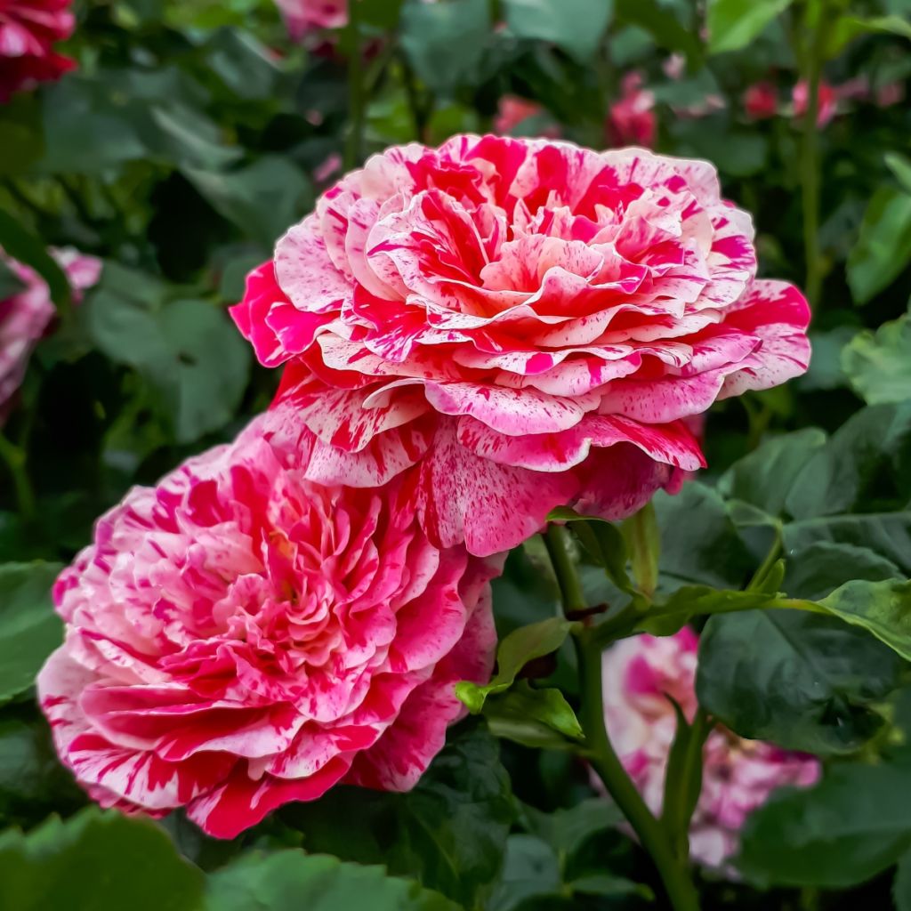 Rosa Abracadabra - Trosroos
