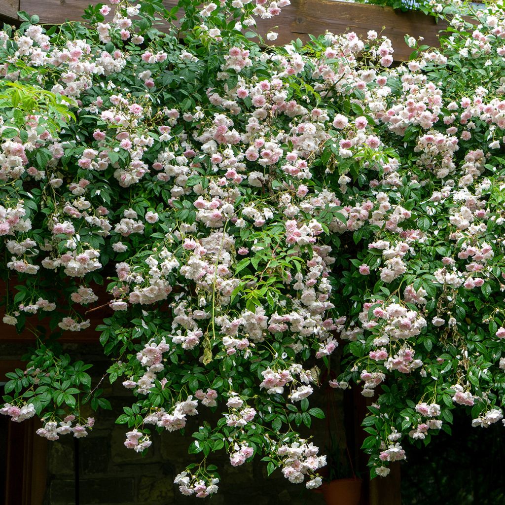 Rosa Paul's Himalayan Musk - Ramblerroos